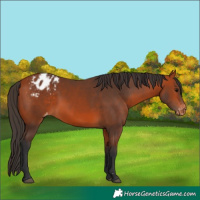 Horse Color:Bay Appaloosa