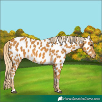 Horse Color:Palomino Appaloosa 
