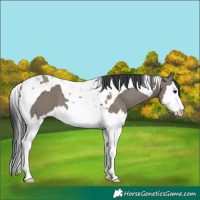 Horse Color:Grullo Splash Tobiano 