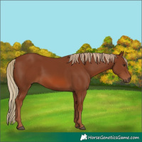 Horse Color:Chestnut 