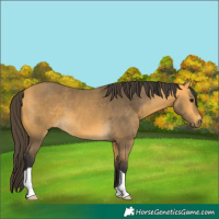 Horse Color:Buckskin 
