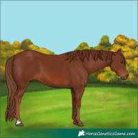 Horse Color:Chestnut 