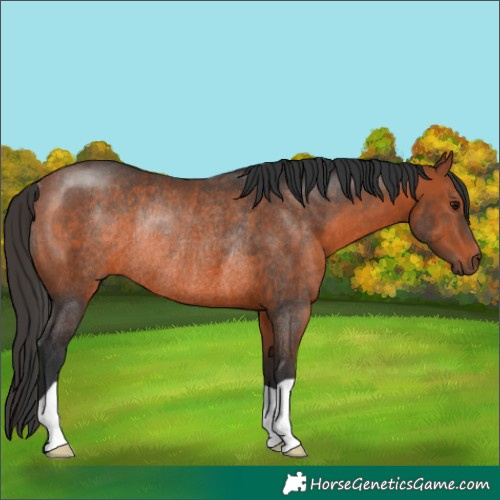 Horse Color:Bay Rabicano 