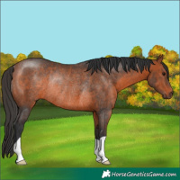 Horse Color:Bay Rabicano 