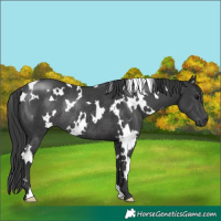 Horse Color:White Spotted Black Rabicano 