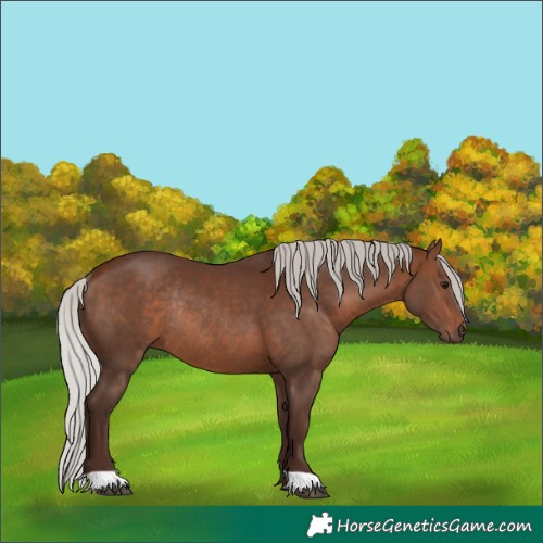 Horse Color:Silver Brown Rabicano