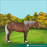 Horse Color:Silver Brown Rabicano 