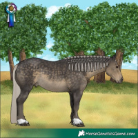 Horse Color:Silver Smoky Black Rabicano