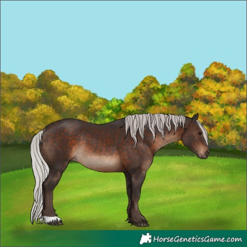 Horse Color:Silver Brown Rabicano