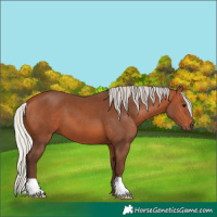 Horse Color:Silver Bay 