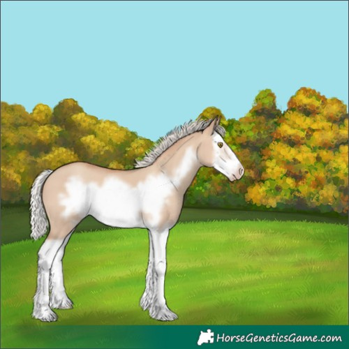 Horse Color:Silver Classic Champagne Dun Splash Frame 