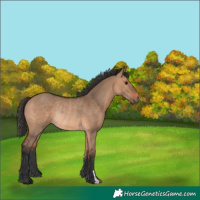 Horse Color:Bay Dun Rabicano