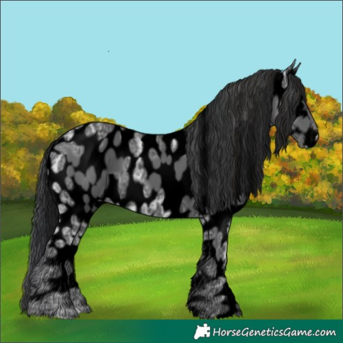 Horse Color:Void Black Ice Appaloosa 