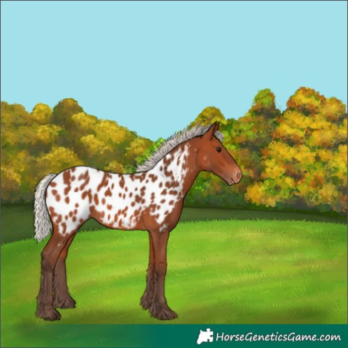 Horse Color:Silver Bay Appaloosa 