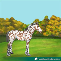 Horse Color:Bay Appaloosa Rabicano
