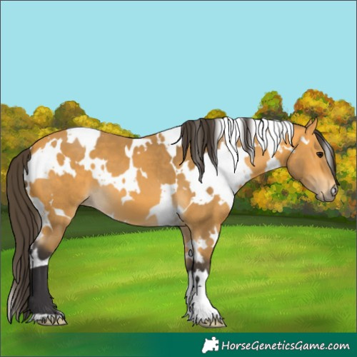 Horse Color:White Spotted Buckskin 