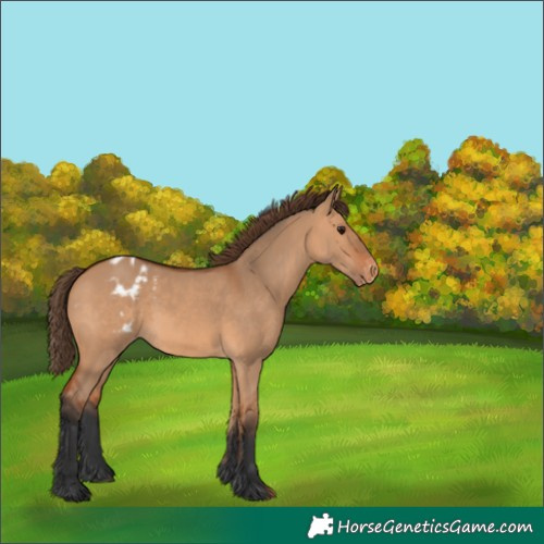 Horse Color:Bay Dun Appaloosa