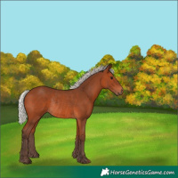 Horse Color:Silver Brown Rabicano