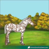 Horse Color:White Spotted Silver Grullo Appaloosa 