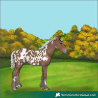 Horse Color:White Spotted Silver Black Appaloosa Rabicano