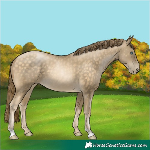 Horse Color:Buckskin Pearl
