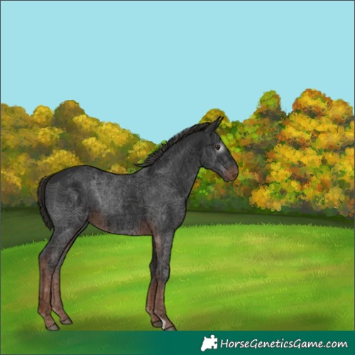 Horse Color:Gray Liver Chestnut 