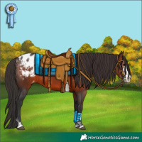 Horse Color:Brown Sabino Appaloosa Rabicano