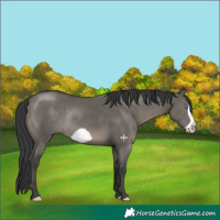 Horse Color:Grullo Frame Rabicano 