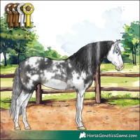 Horse Color:White Spotted Black Splash Frame Rabicano