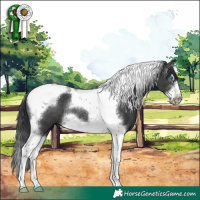 Horse Color:Black Splash Tobiano Frame Rabicano 