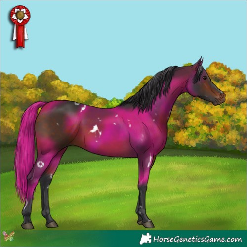 Horse Color:White Spotted Bay 