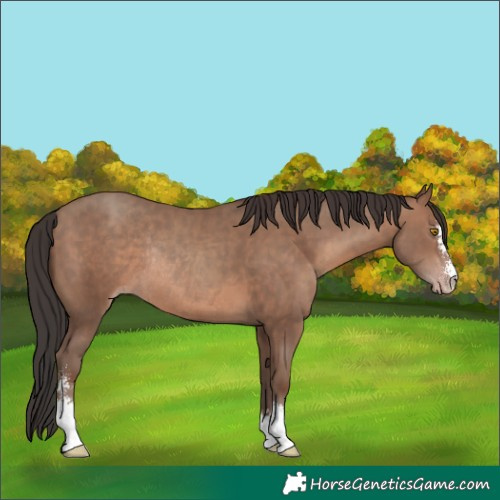 Horse Color:Sable Champagne Sabino Rabicano 