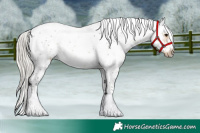 Horse Color:White Spotted Silver Buckskin Frame 