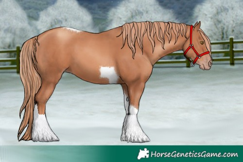 Horse Color:Gold Champagne Tobiano