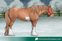 Horse Color:Gold Champagne Tobiano 