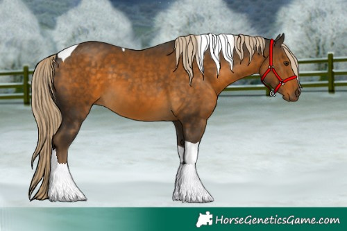 Horse Color:Chocolate Palomino Tobiano
