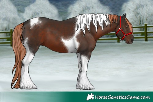 Horse Color:Liver Chestnut Tobiano