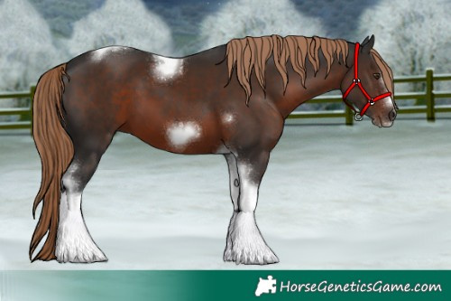Horse Color:Liver Chestnut Tobiano Frame 