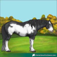 Horse Color:Black Splash Frame