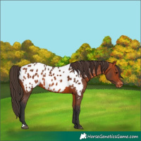 Horse Color:Unknown 