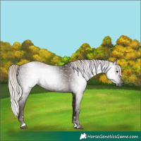 Horse Color:Gray Silver Black 
