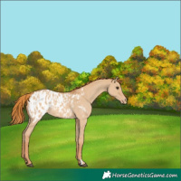 Horse Color:Red Dun Appaloosa and Red Dun Appaloosa