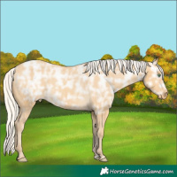 Horse Color:Silver Amber Cream Champagne Ice Varnish 