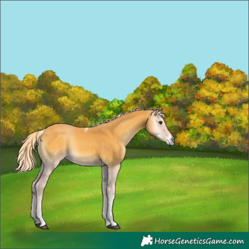 Horse Color:Palomino Onyx Tobiano 