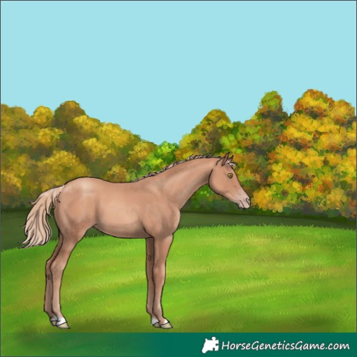 Horse Color:Gold Champagne