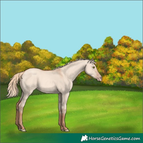 Horse Color:Gold Champagne Dun 