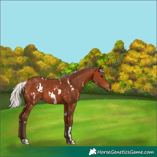 Horse Color:White Spotted Silver Bay 