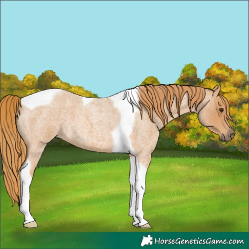 Horse Color:Red Roan Tobiano 