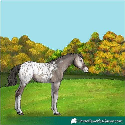 Horse Color:Grullo Onyx Tobiano Appaloosa 