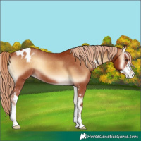 Horse Color:Red Onyx Sabino Appaloosa
